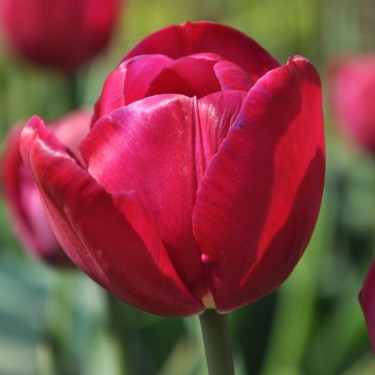 Tulipa 'Juliet' Tulipa 'Juliet'