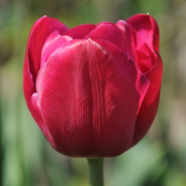 Tulipa 'Juliet' Tulipa 'Juliet'