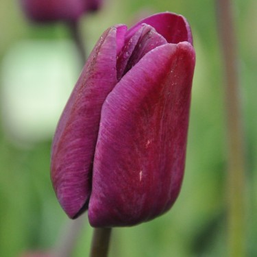 Tulipa 'Klopstock'