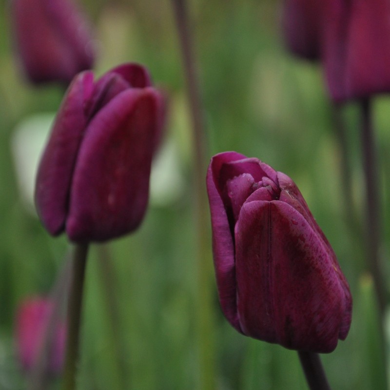 Tulipa 'Klopstock' Tulipa 'Klopstock'