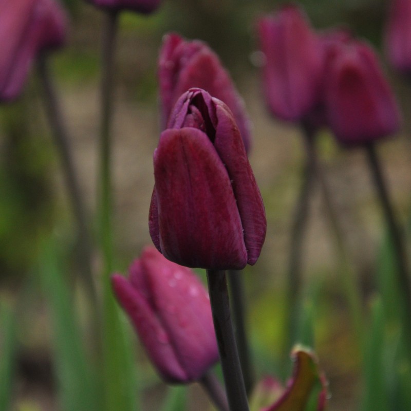 Tulipa 'Klopstock' Tulipa 'Klopstock'