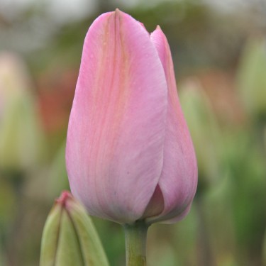 Tulipa 'La Joyeuse'