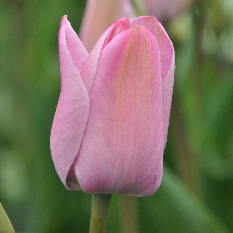 Tulipa 'La Joyeuse' Tulipa 'La Joyeuse'