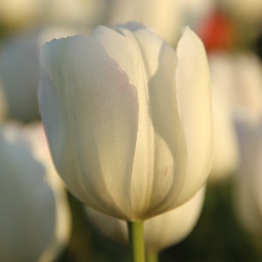 Tulipa 'La Reine Maxima'