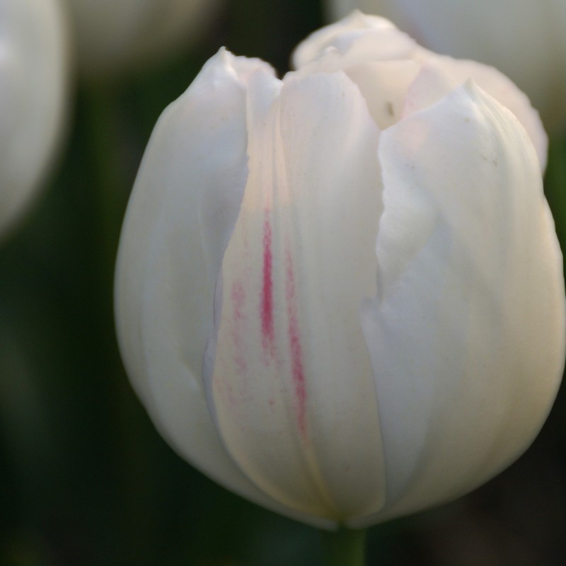 Tulipa 'La Reine Maxima' Tulipa 'La Reine Maxima'