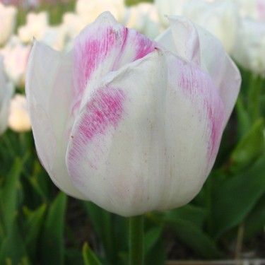Tulipa 'La Reine Maxima' Tulipa 'La Reine Maxima'