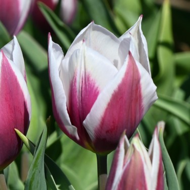 Tulipa 'Lac van Rijn'