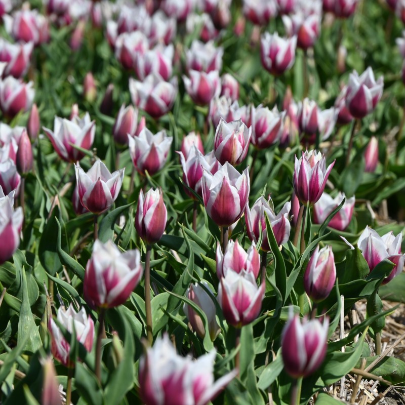 Tulipa 'Lac van Rijn'