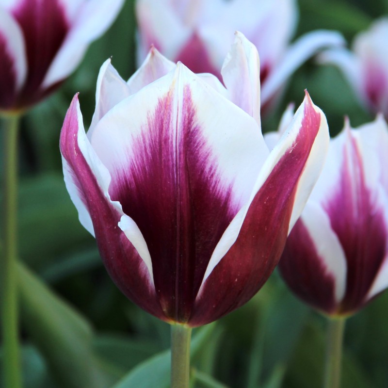 Tulipa 'Lac van Rijn'