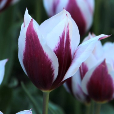 Tulipa 'Lac van Rijn'