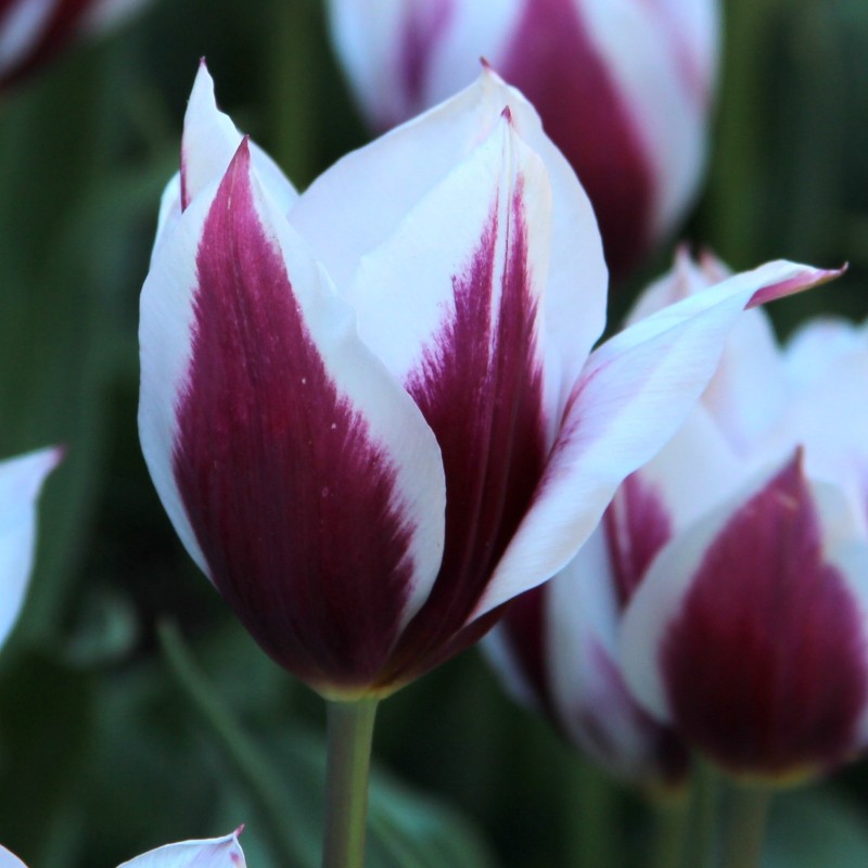 Tulipa 'Lac van Rijn'