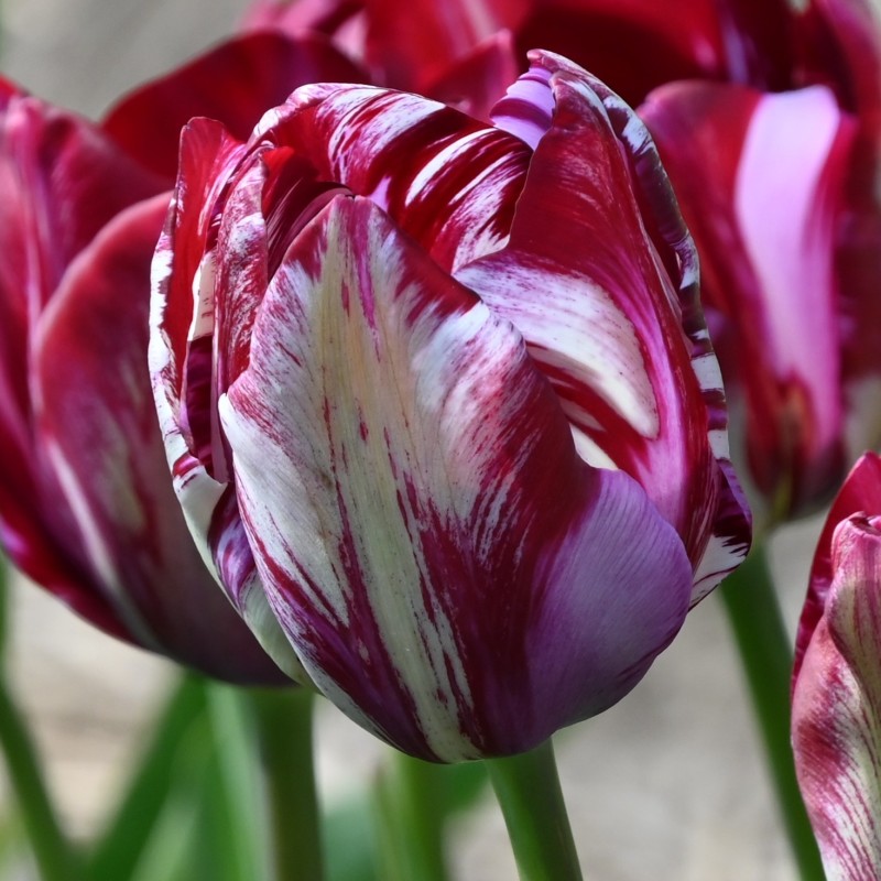 Tulipa 'Lady Catherine Gordon' Tulipa 'Lady Catherine Gordon'