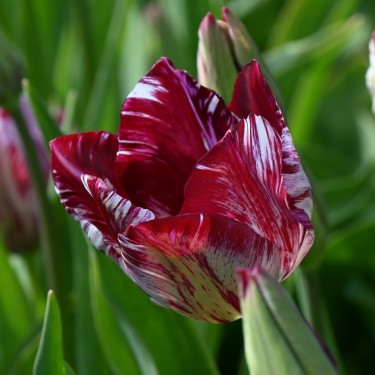 Tulipa 'Lady Catherine Gordon' Tulipa 'Lady Catherine Gordon'