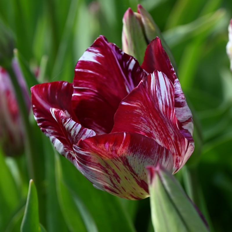 Tulipa 'Lady Catherine Gordon' Tulipa 'Lady Catherine Gordon'
