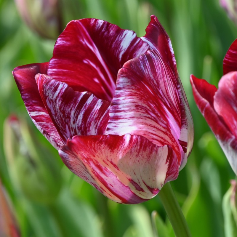 Tulipa 'Lady Catherine Gordon' Tulipa 'Lady Catherine Gordon'