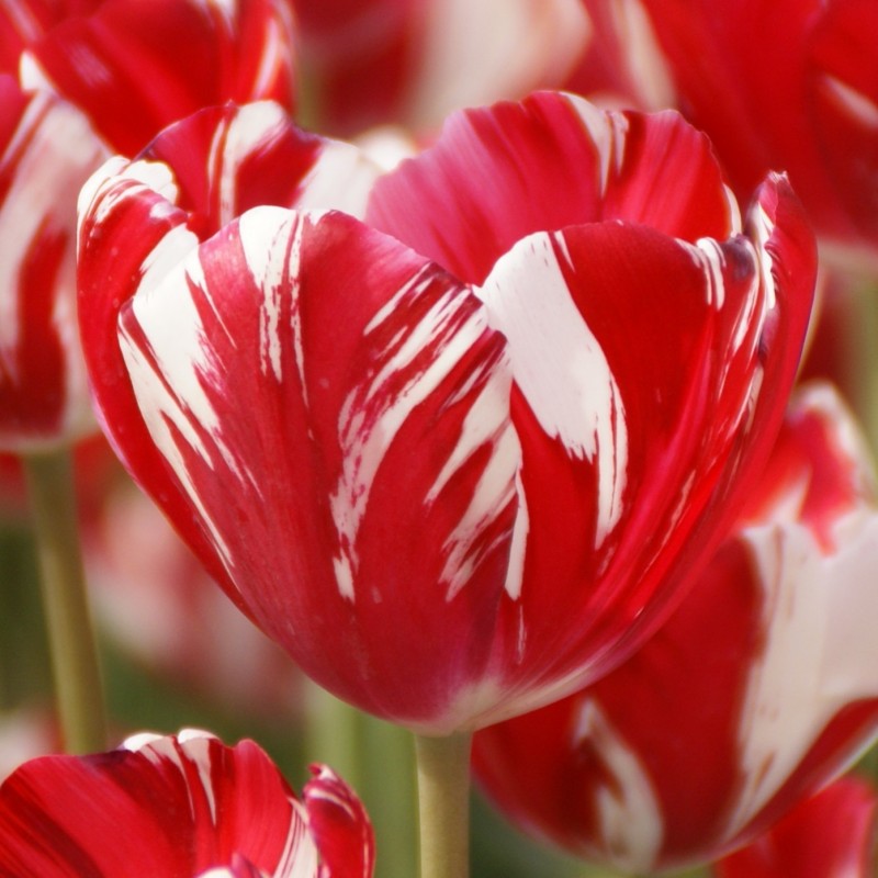 Tulipa 'Mabel'