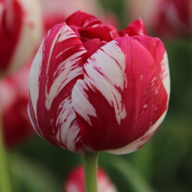 Tulipa 'Mabel'