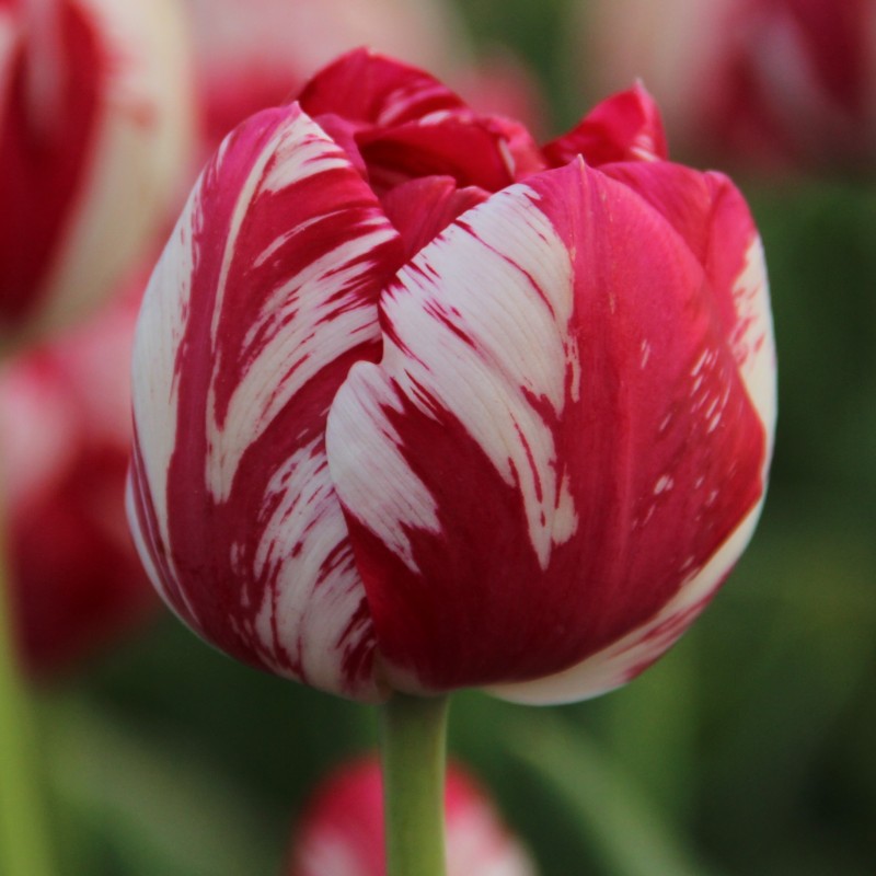 Tulipa 'Mabel'