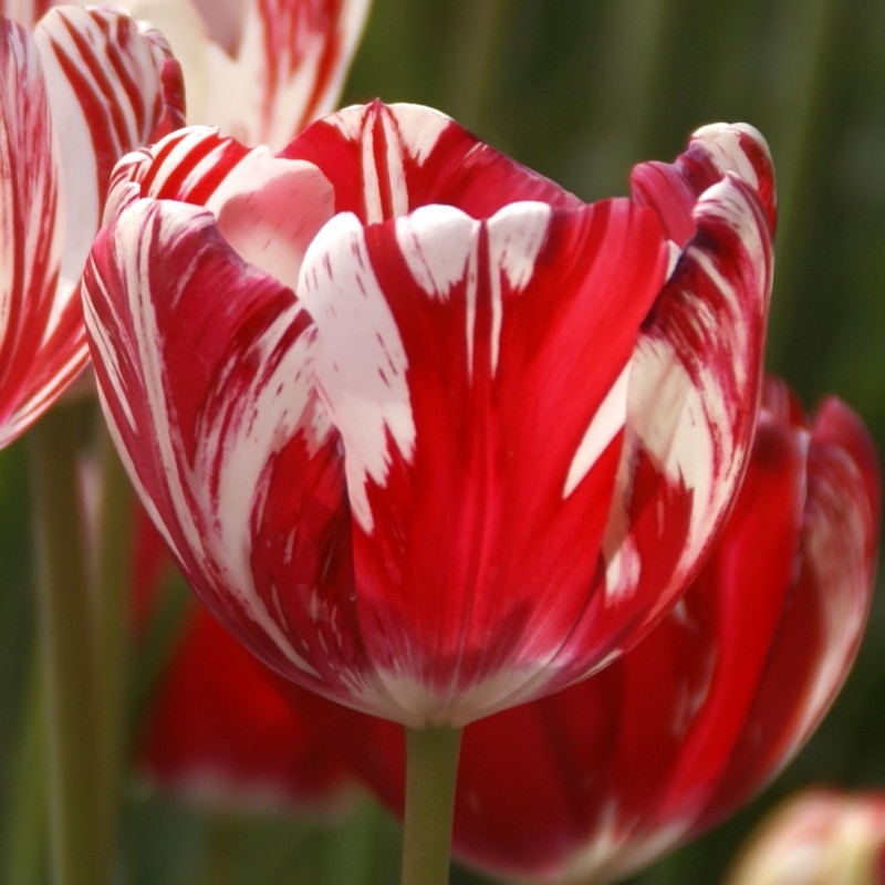 Tulipa 'Mabel'