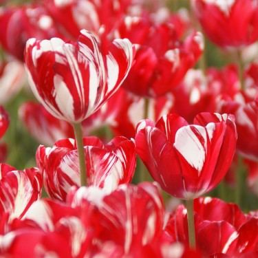 Tulipa 'Mabel'