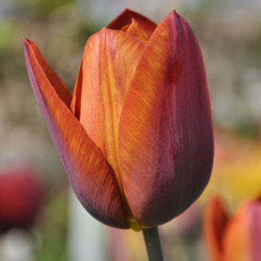 Tulipa 'Madras'