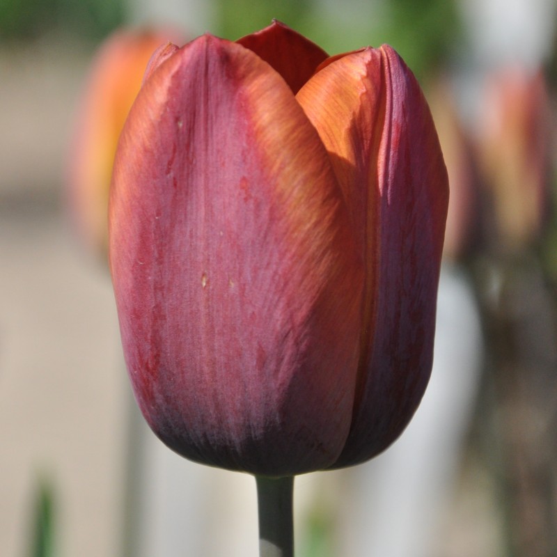 Tulipa 'Madras' Tulipa 'Madras'