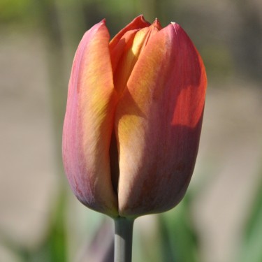 Tulipa 'Madras' Tulipa 'Madras'