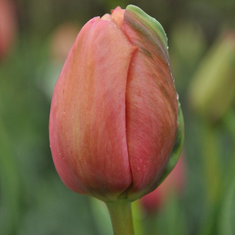 Tulipa 'Mrs. Harold I. Pratt' Tulipa 'Mrs. Harold I. Pratt'