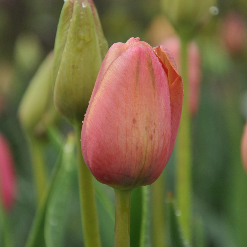 Tulipa 'Mrs. Harold I. Pratt' Tulipa 'Mrs. Harold I. Pratt'