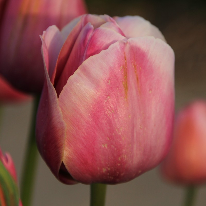 Tulipa 'Mrs. Harold I. Pratt' Tulipa 'Mrs. Harold I. Pratt'