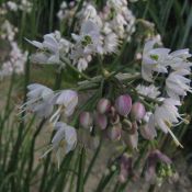 Allium cernuum -White Max- 