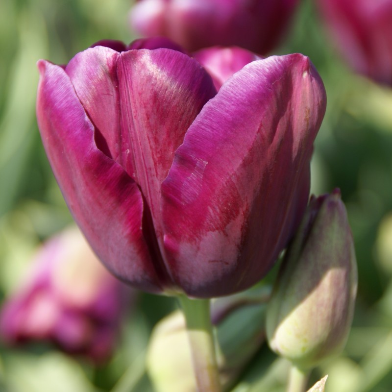 Tulipa 'Music' Tulipa 'Music'