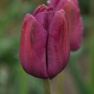 Tulipa 'Music' Tulipa 'Music'
