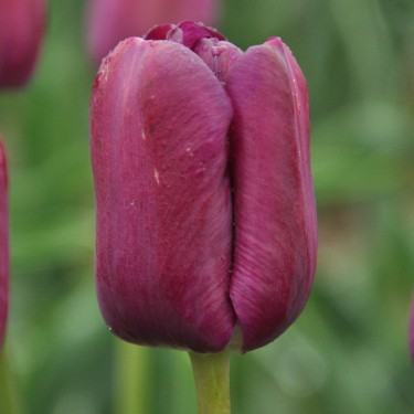 Tulipa 'Music' Tulipa 'Music'