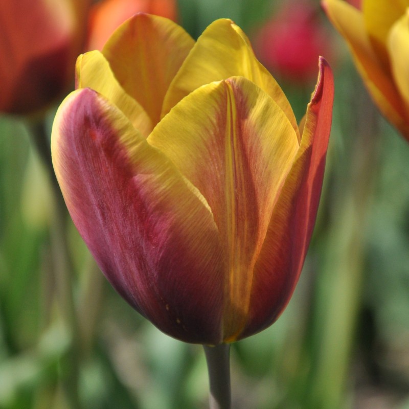 Tulipa 'Old Times' Tulipa 'Old Times'