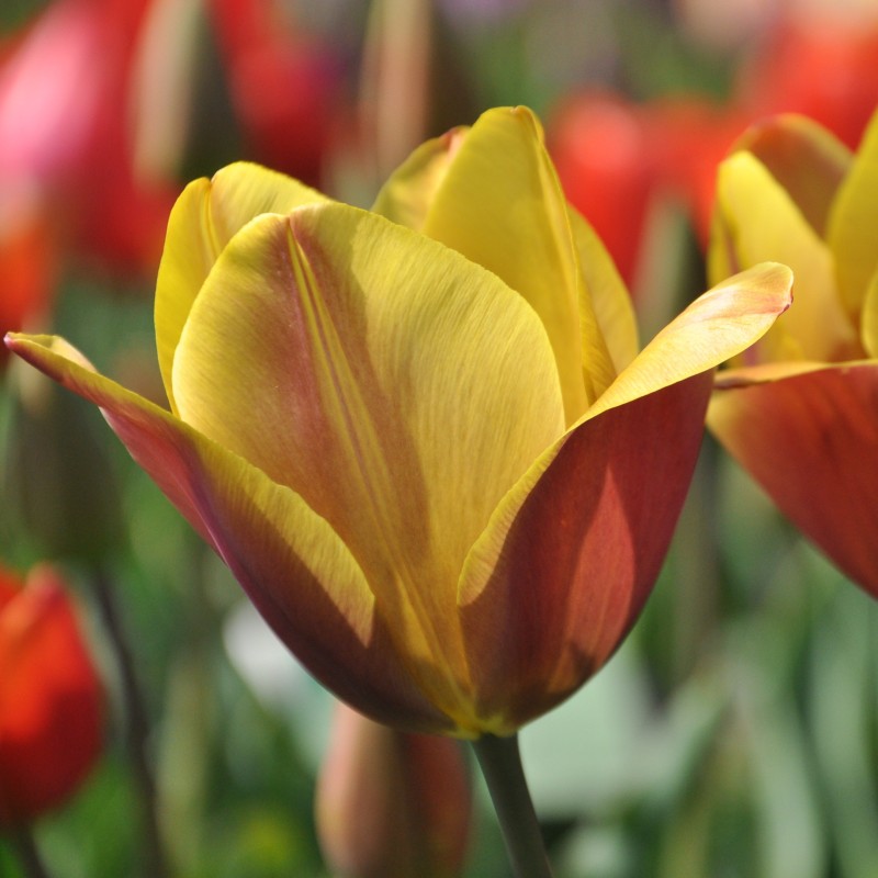Tulipa 'Old Times' Tulipa 'Old Times'