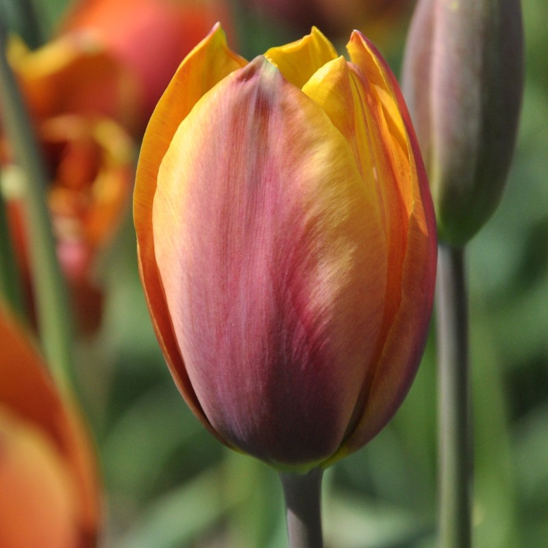 Tulipa 'Old Times' Tulipa 'Old Times'