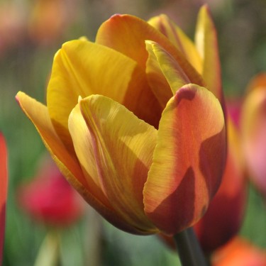 Tulipa 'Old Times'