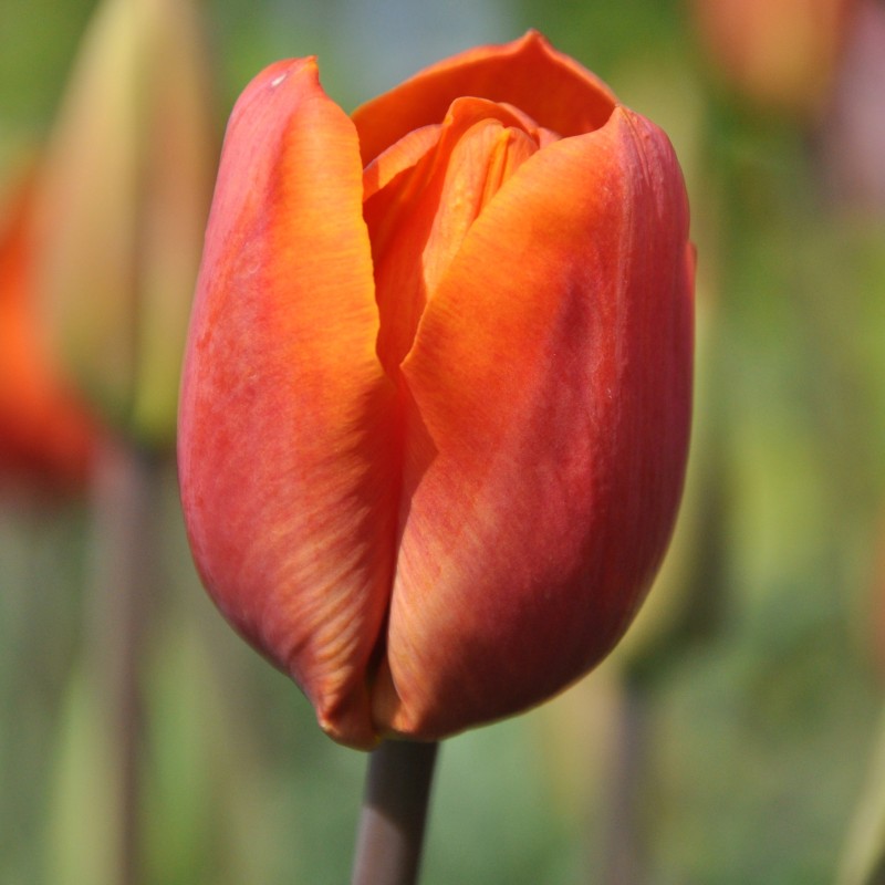 Tulipa 'Orange Beauty' Tulipa 'Orange Beauty'