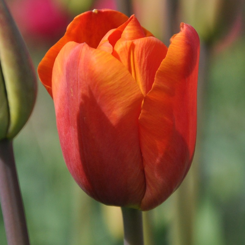Tulipa 'Orange Beauty' Tulipa 'Orange Beauty'