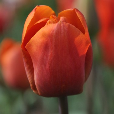 Tulipa 'Orange Beauty' Tulipa 'Orange Beauty'