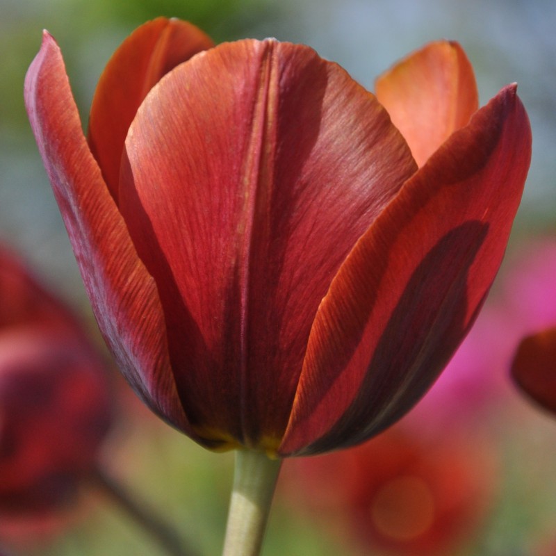 Tulipa 'Prince of Wales'