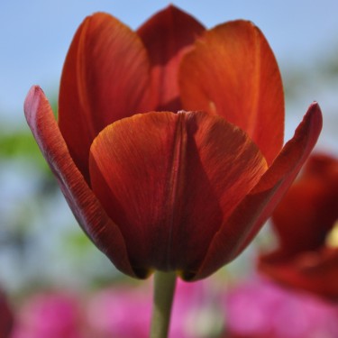 Tulipa 'Prince of Wales'