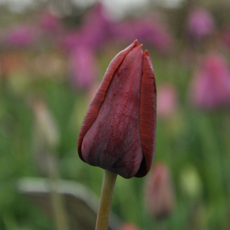 Tulipa 'Prince of Wales'