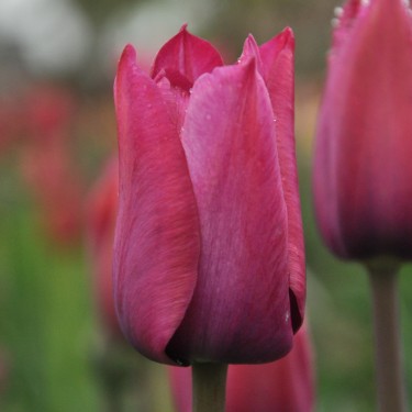 Tulipa 'Professor Schotel'