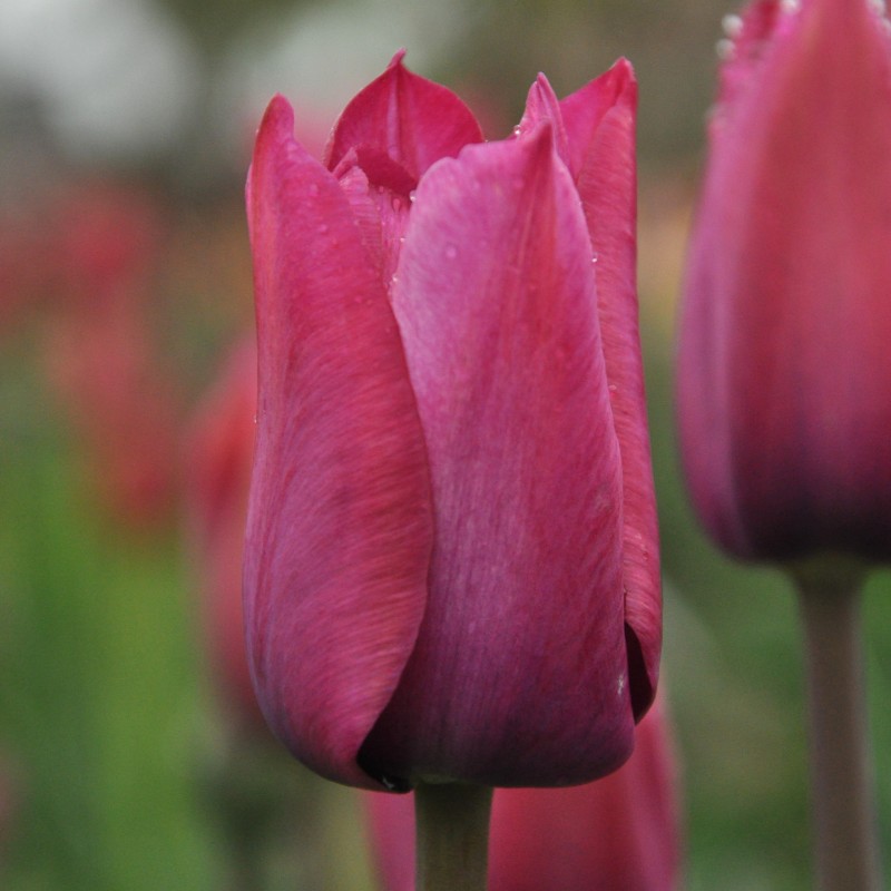 Tulipa 'Professor Schotel' Tulipa 'Professor Schotel'