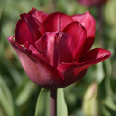 Tulipa 'Professor Schotel' Tulipa 'Professor Schotel'