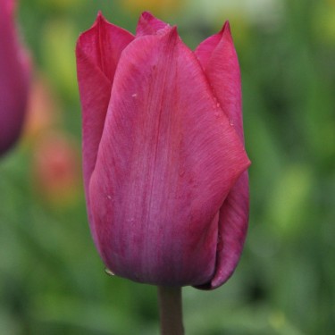 Tulipa 'Professor Schotel' Tulipa 'Professor Schotel'