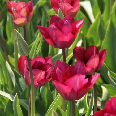 Tulipa 'Professor Schotel' Tulipa 'Professor Schotel'
