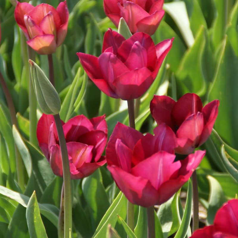 Tulipa 'Professor Schotel' Tulipa 'Professor Schotel'